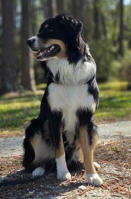 He's so behaved now!