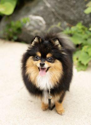 Fig freshly groomed by Kim