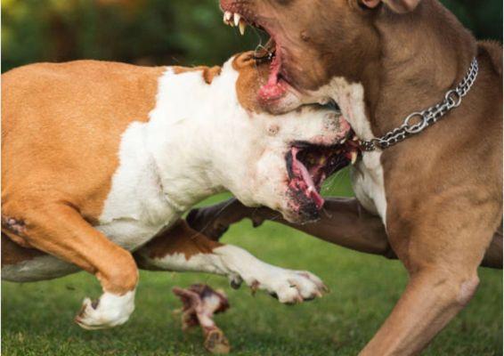 Law Offices Of Pereira