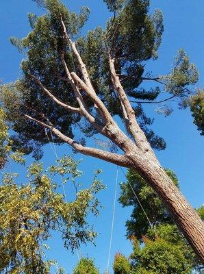 American Way Tree Care