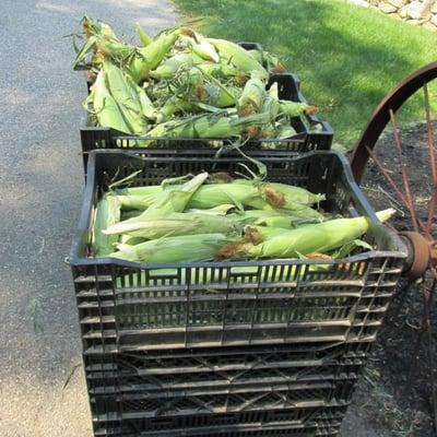 Lots of fresh corn