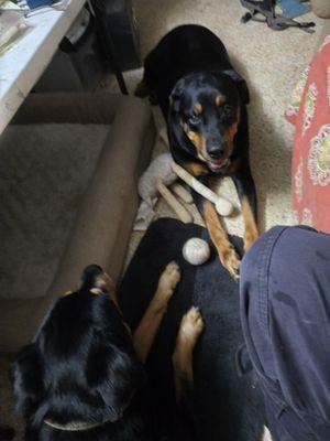 Caloosa Humane Society