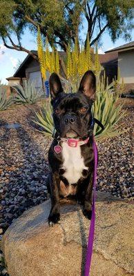 Sofu's Dog Care Training and Rehabilitation