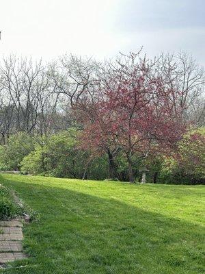 Gorgeous thick green grass