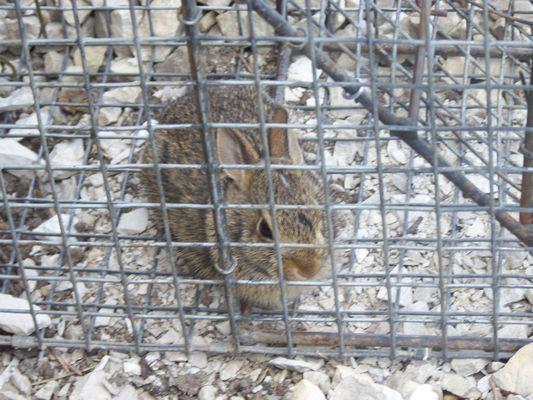 Wildlife Removal San Bernardino