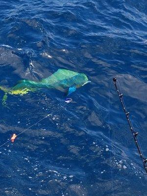 Mahi Mahi