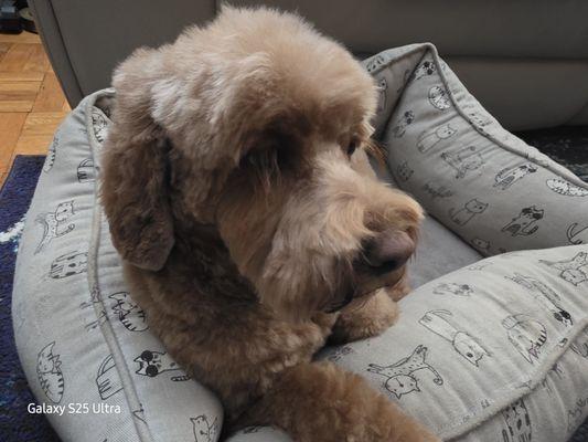 Pampered Paws Pet Grooming