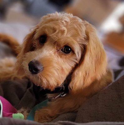 Armistead Animal Inn