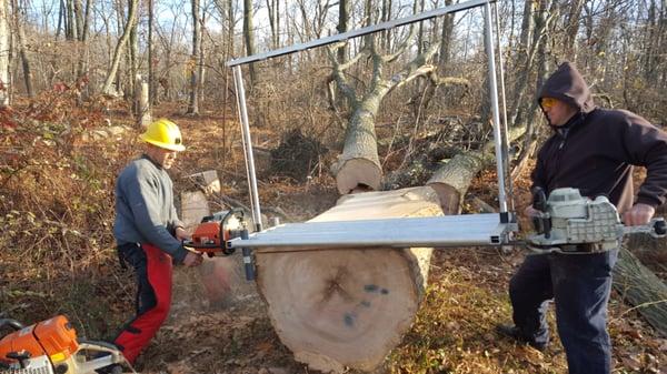 Mikes Arborist Enterprises