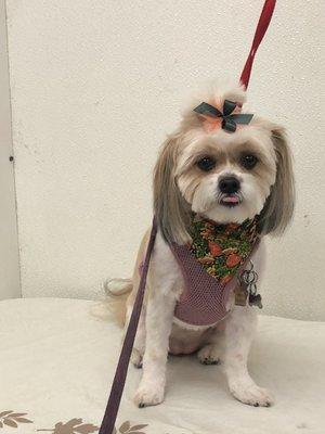 Gloria's Dog Beauty Salon