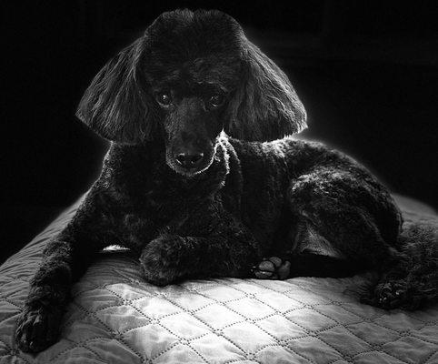 Poochini's Pet Grooming