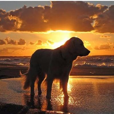 Golden Sands Community Management