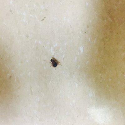 Wow they have roaches