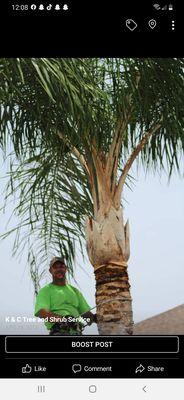 K & C Tree and Shrub Service