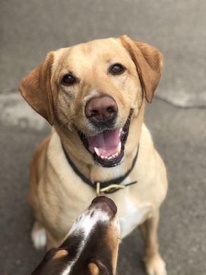 Pooch Playhouse & Boarding LLC