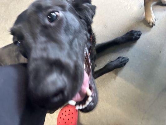 Enzo loves the camp counselors as much as the other dogs.