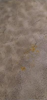 Chem-Dry Carpet & Upholstery Cleaning