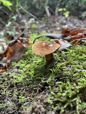 Great Smokey Mountains National Park