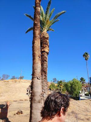 Rudy's Tree Service & Landscaping