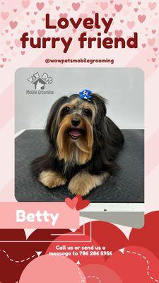 Wow Pets Mobile Grooming