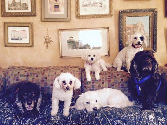 Anna's Pet Sitting & Dog Walking