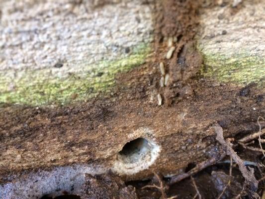 Tri County Pest Control