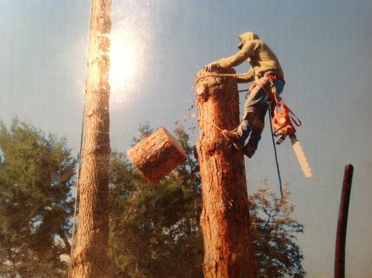 Evergreen Tree and Landscape Service