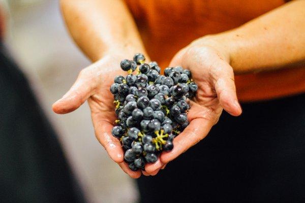 The bounty of crush!