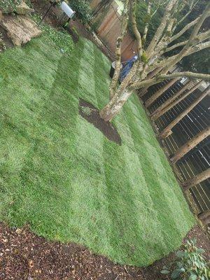 Green Seattle Landscaping