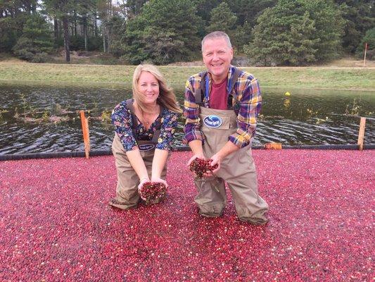 Cranberry bogging