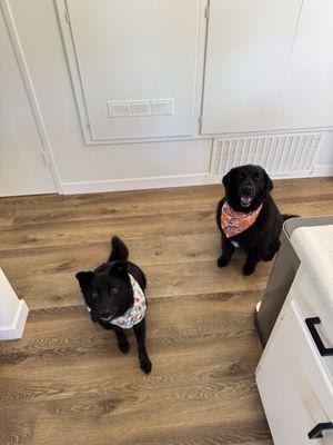 Cute doggies after their bath. Before the skunk