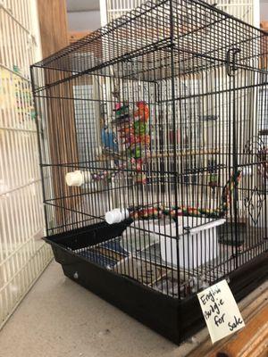 Fancy Feathers Exotic Birds