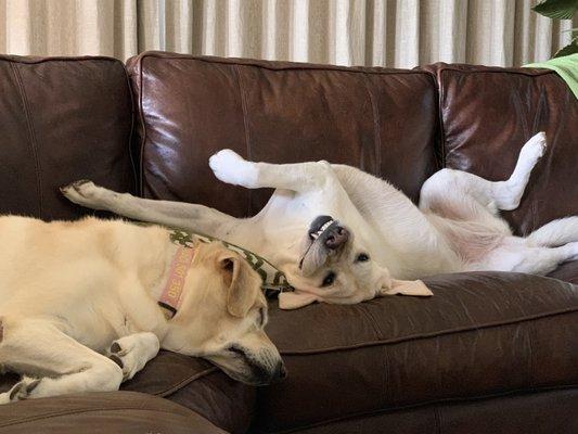 Rockin' Paws Dog Walking and Pet Sitting Services