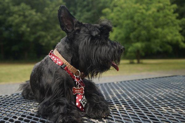 Barks, Bones, & Biscuits Bakery