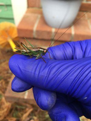 Southcoast Pest Management