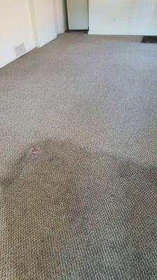 Carpet clean restore