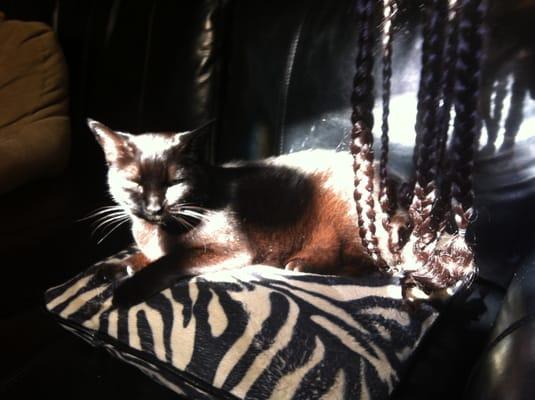 Cat Clinic at Beach Park