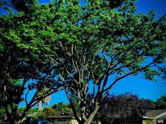 Ismael Gonzalez Tree Services