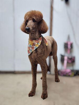 Barking Bubbles Pet Spa