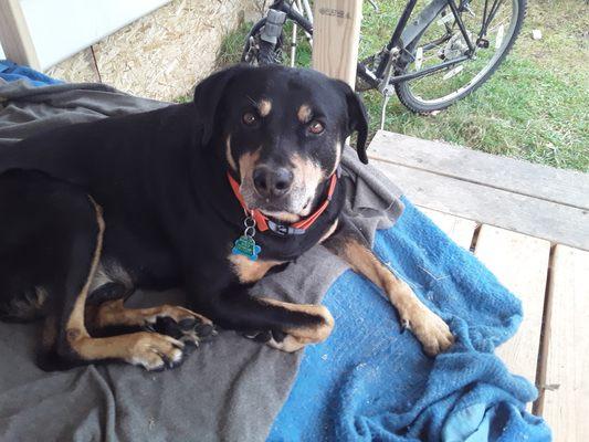 The famous Mr. Max of Brinnon wa.