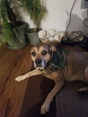 Pet friendly products