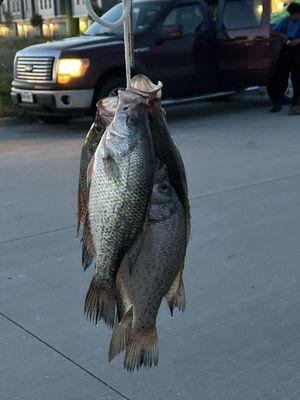 Rush Auto Repair & Tires