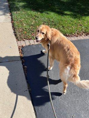 Walking Jasmine in Palatine