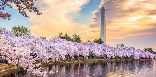 Margaret Culotta-Norton, DDS, PC