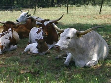 Sandy Road Guest Haus