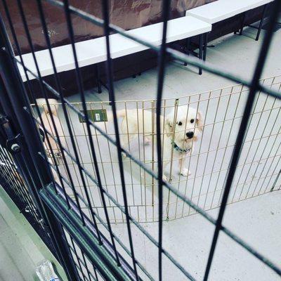 Alaska Animal Rescue Friends Aarf