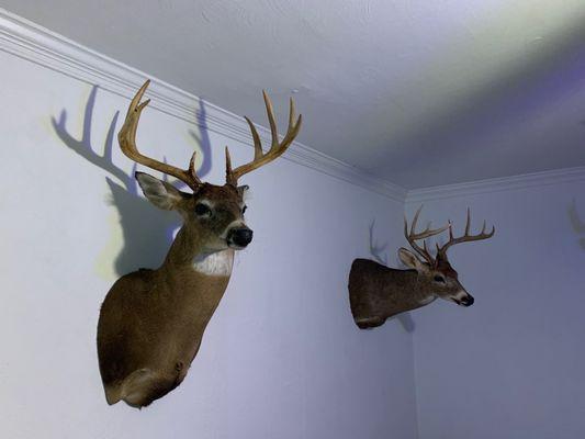 Pullen's Wildlife Taxidermy Studio