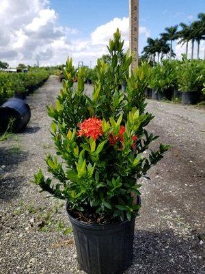 AVR Nursery & Brokers Corp