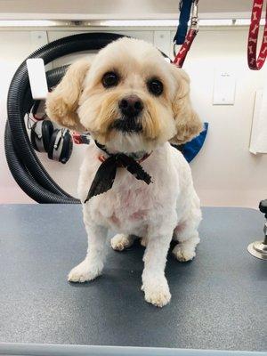 Puppy Barber Mobile Pet Grooming