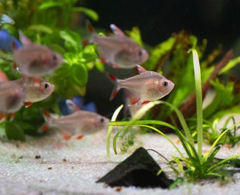 Rivershore Aquariums